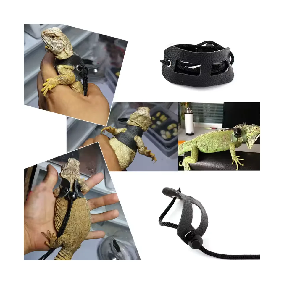 Lizard harness & leash